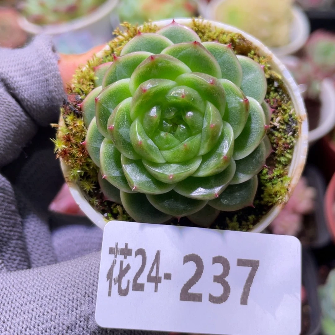 花利美24-237碧砚