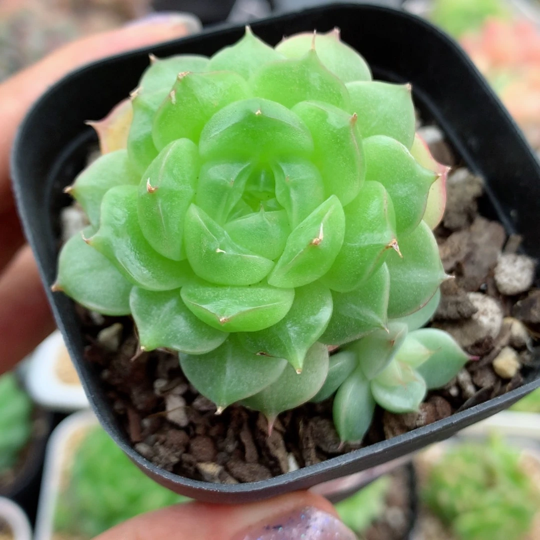 58包邮  群生不包整麦秆11