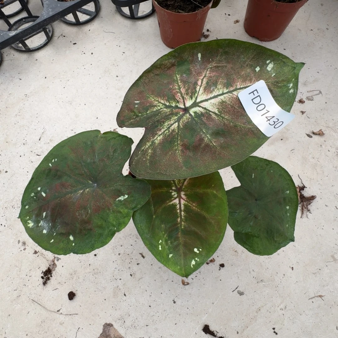 无花朵01430海王寄养