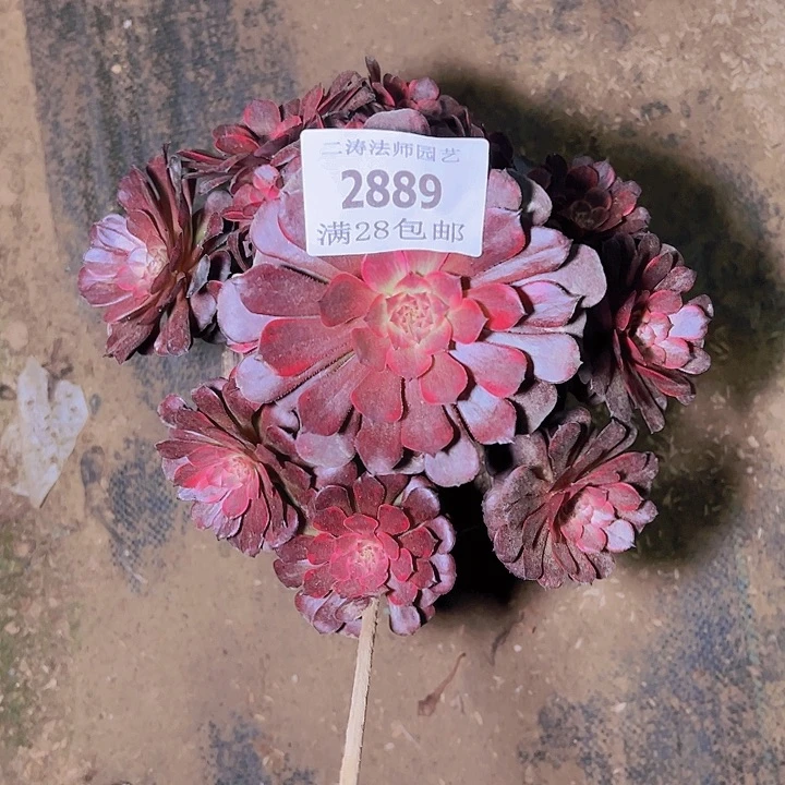 2889烟花多肉植物老桩