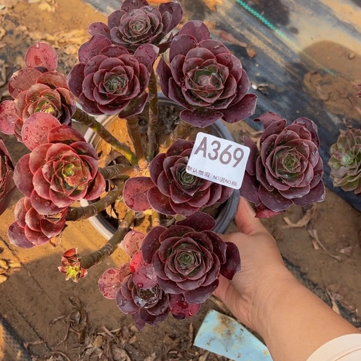 微瑕魅金多肉植物369.