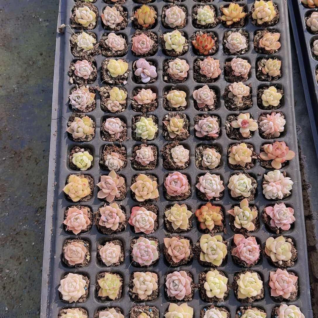 直播一物一拍多肉34