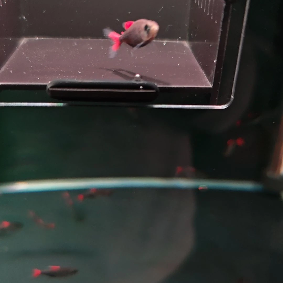 灯科鱼4红旗灰太狼