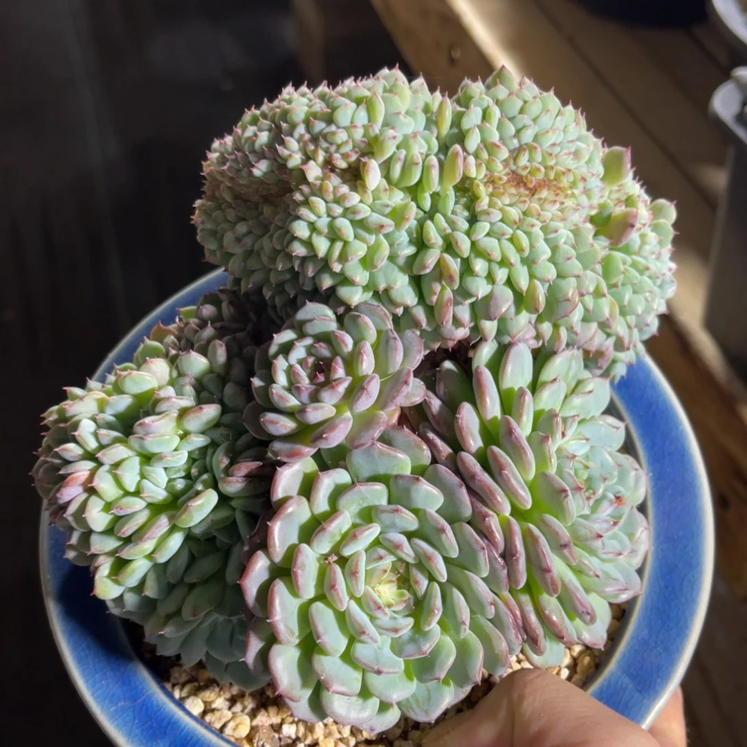 白胖子缀 一物一拍不支持退换
