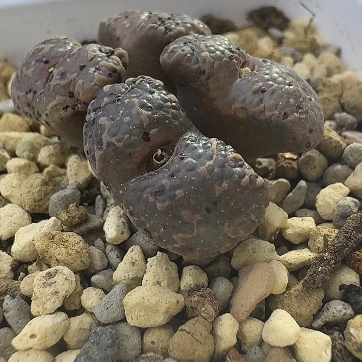 27号4头泡泡勋章一物一拍