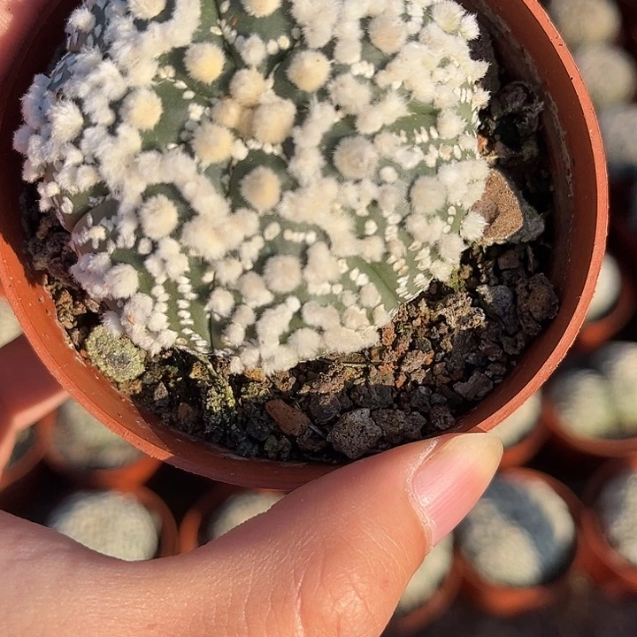 不开花植物仙人球