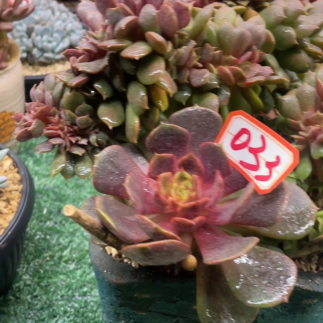 033一物一哟拍哟我