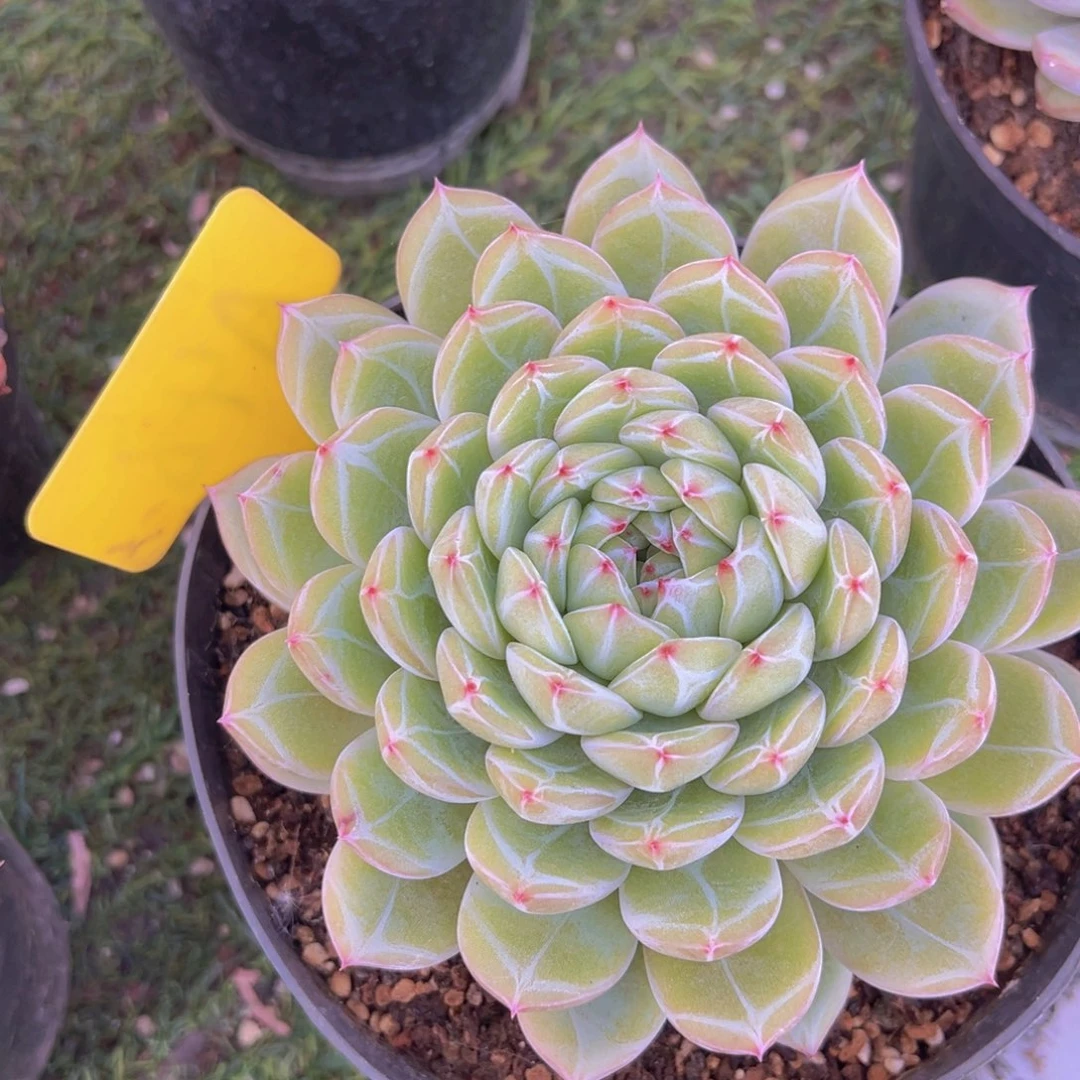 三***次香玉的故事是一个人的故事吗笑