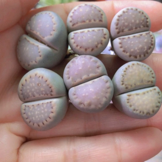 8235，2厘米左右优选饼干如图开播福利