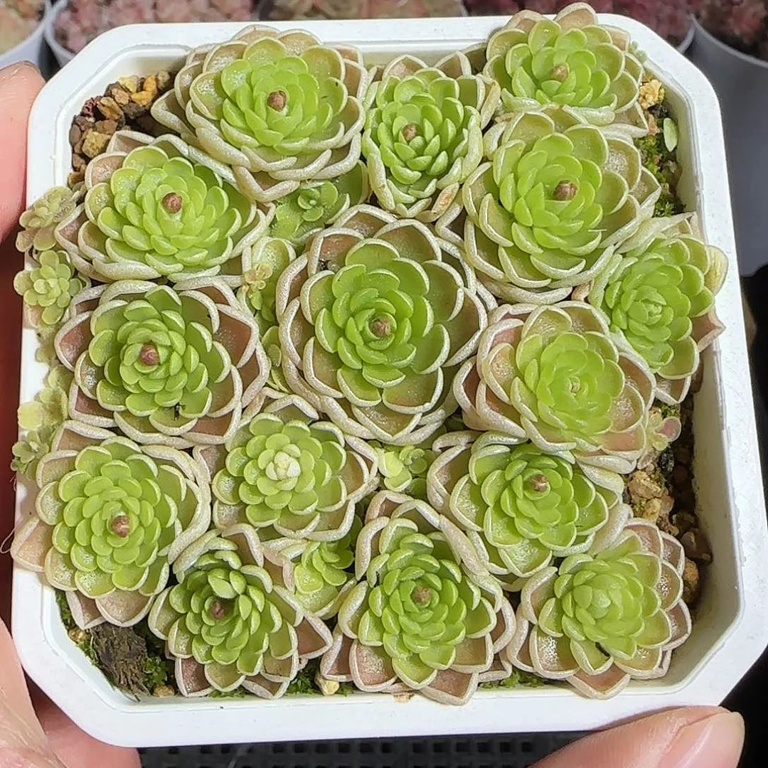 多肉1219-25捕虫堇