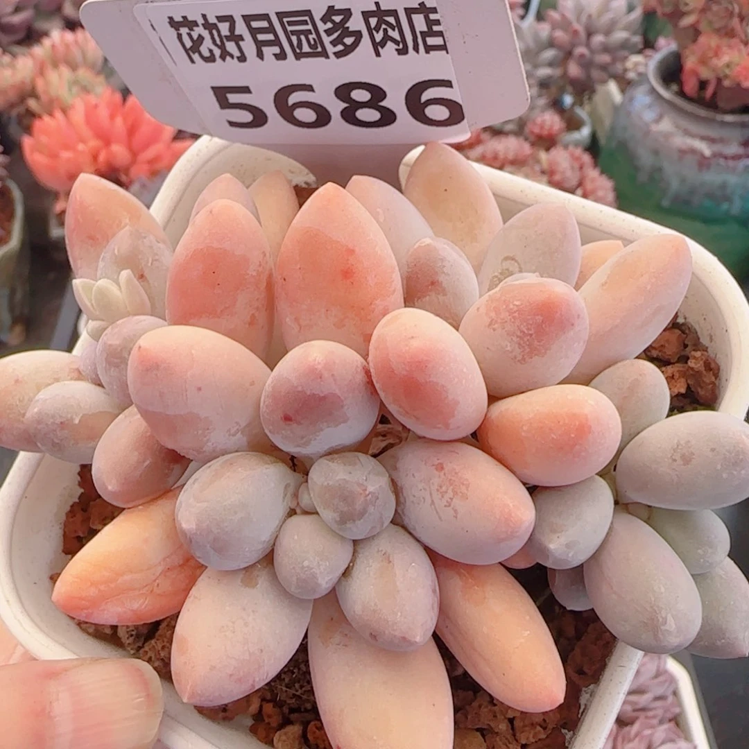多肉植物5686……………….
