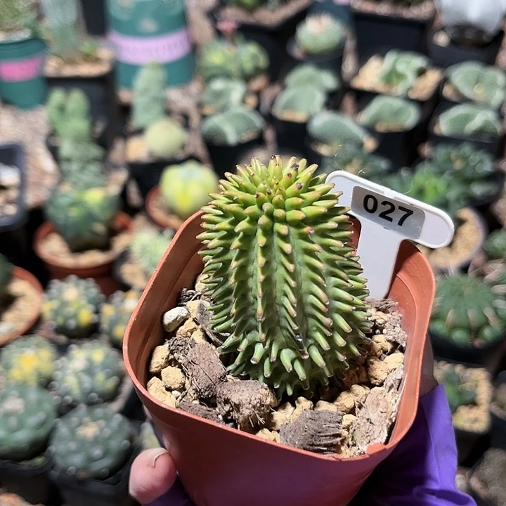 当前无花朵，栽培后可花朵只*?