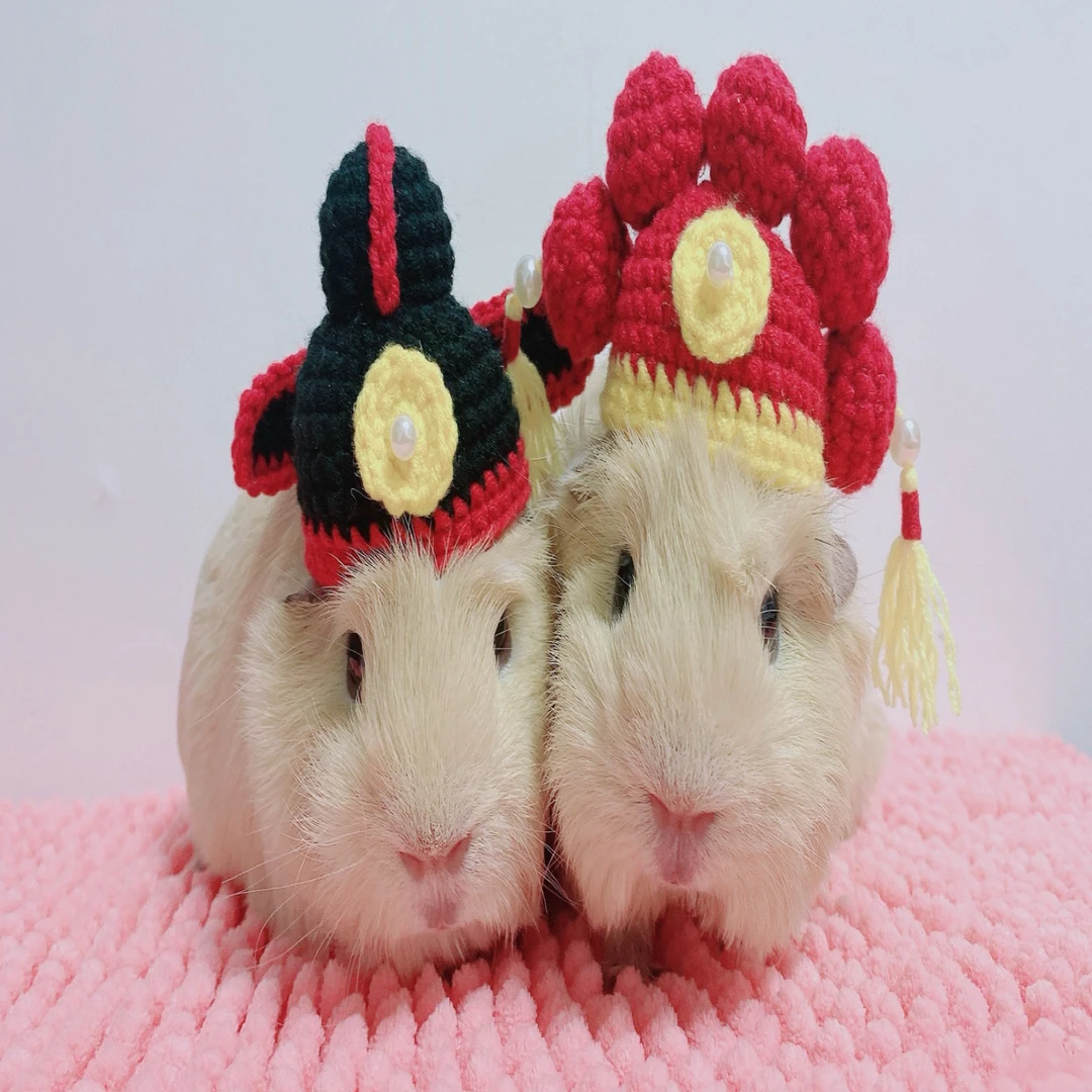 荷兰猪宠物兔专用可爱小帽子豚鼠加美泰帽子装扮帽拍照道具