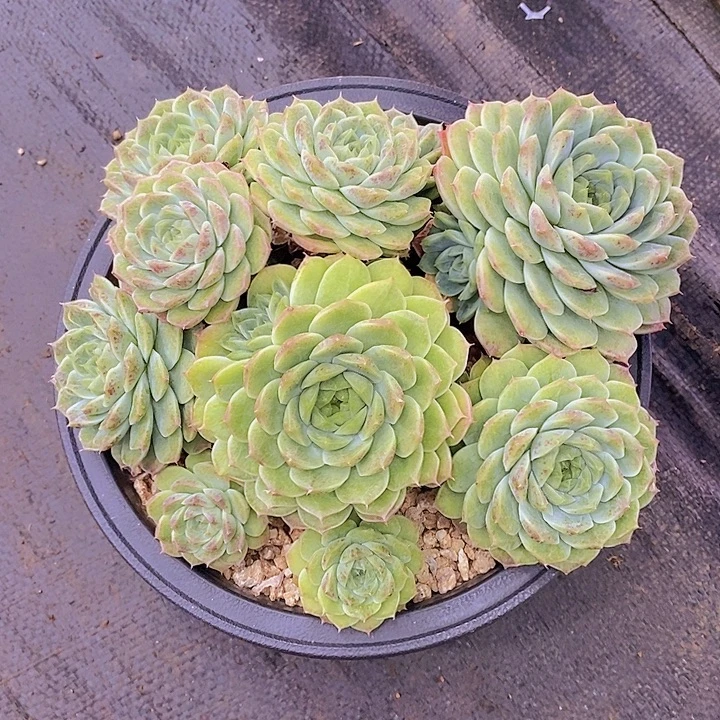※***※冰魄多肉植物大群