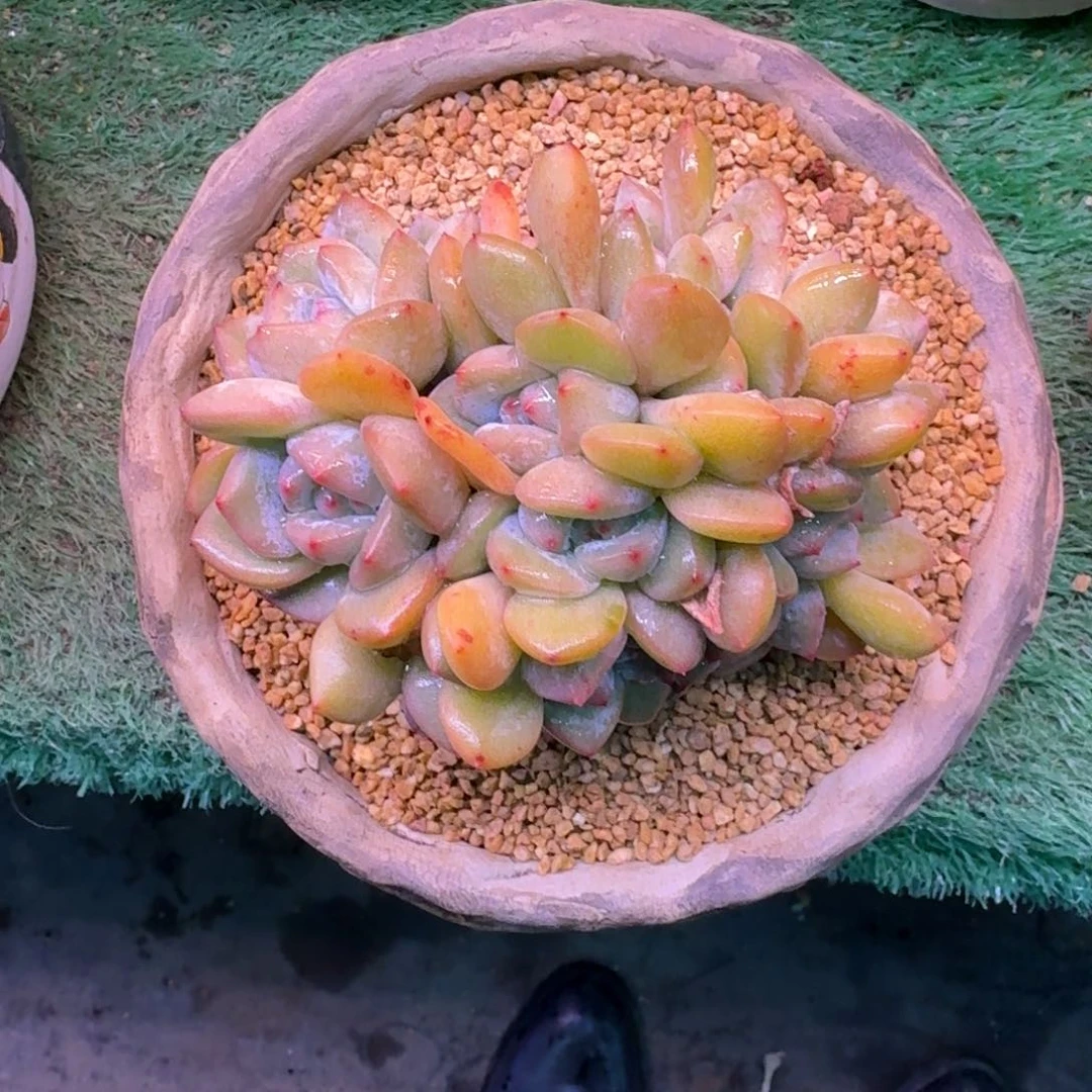 星影缀化17头无砍多肉