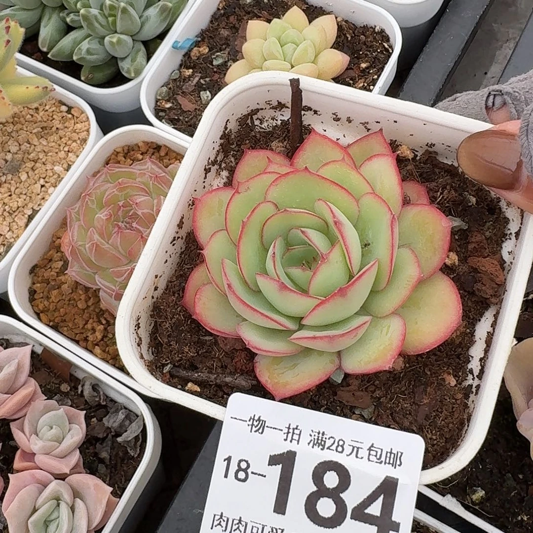 牡丹亭无盆土发货无盆