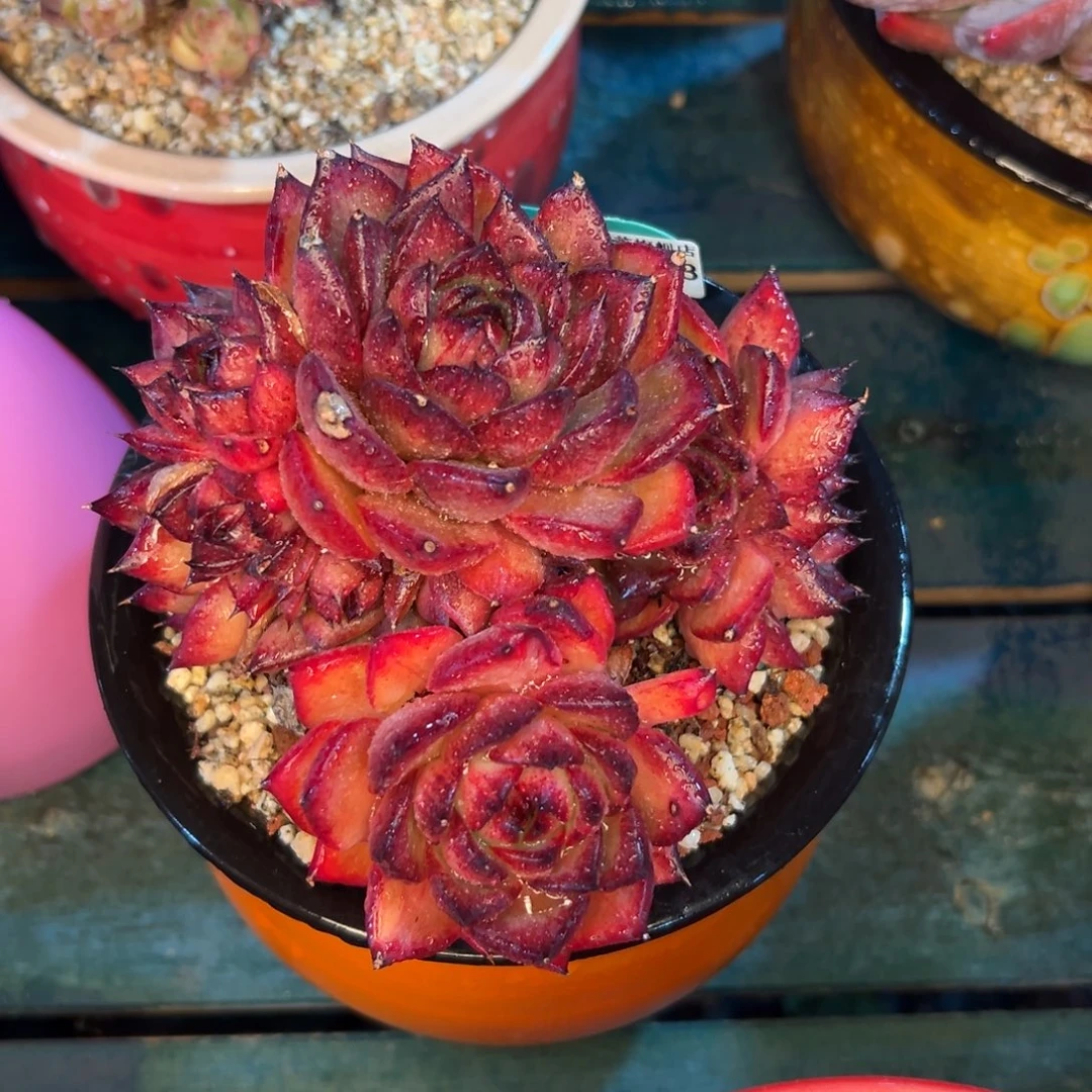 多肉一物一拍编号0207-203