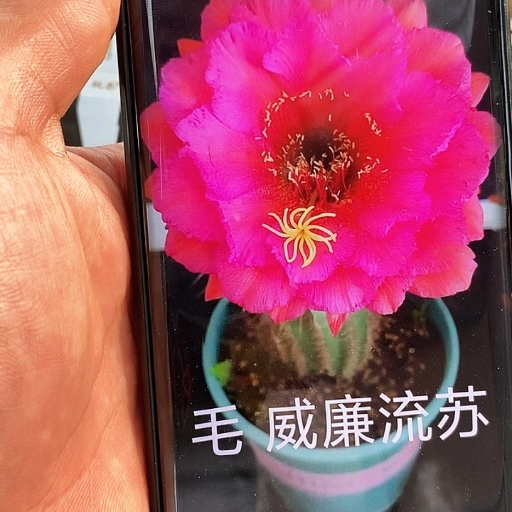 毛 流苏/侧芽歪20包邮/