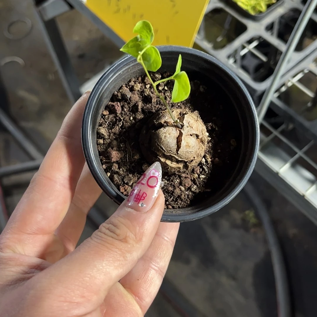 守****?26511一物一拍单头发货