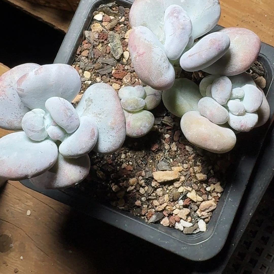 M****子多肉兔子专拍3头群生