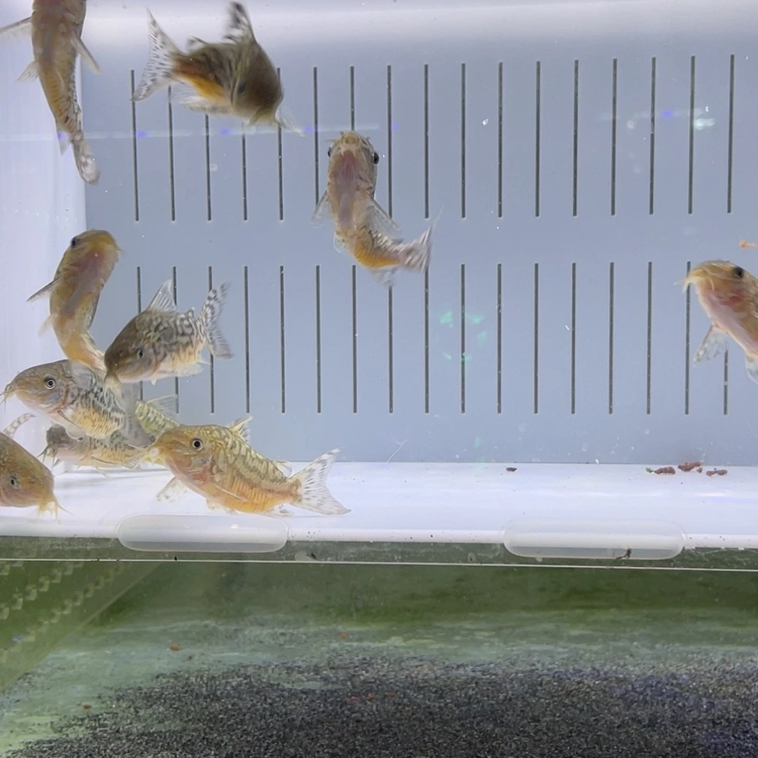 鼠鱼3只 爆花葛依 5-6不包邮