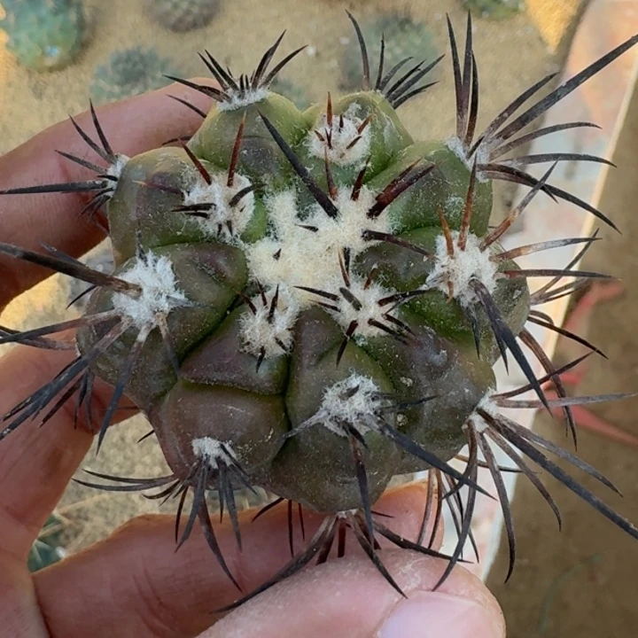 龙魔玉无根66666666