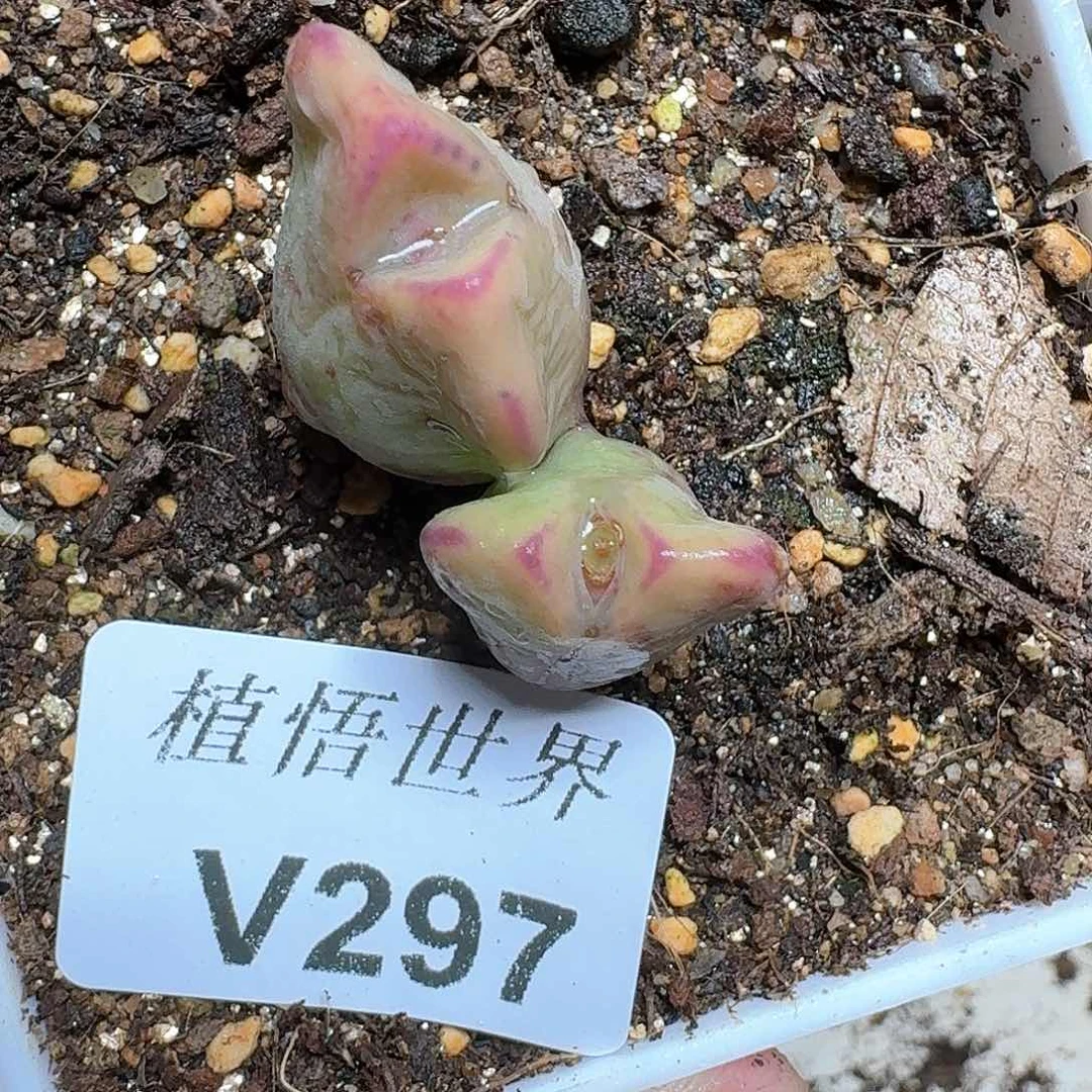 297号多肉植物哇c c
