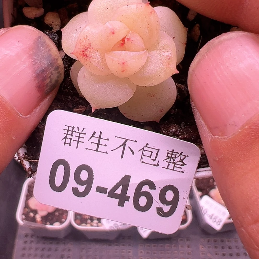 小卡拉米糖心一物一拍9-469