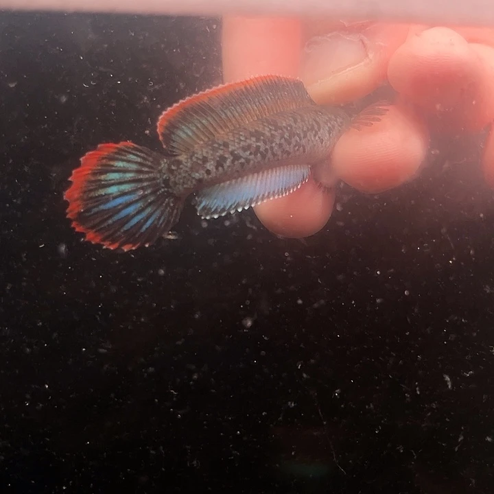 海水鱼鬼王蓝宝石雷龙