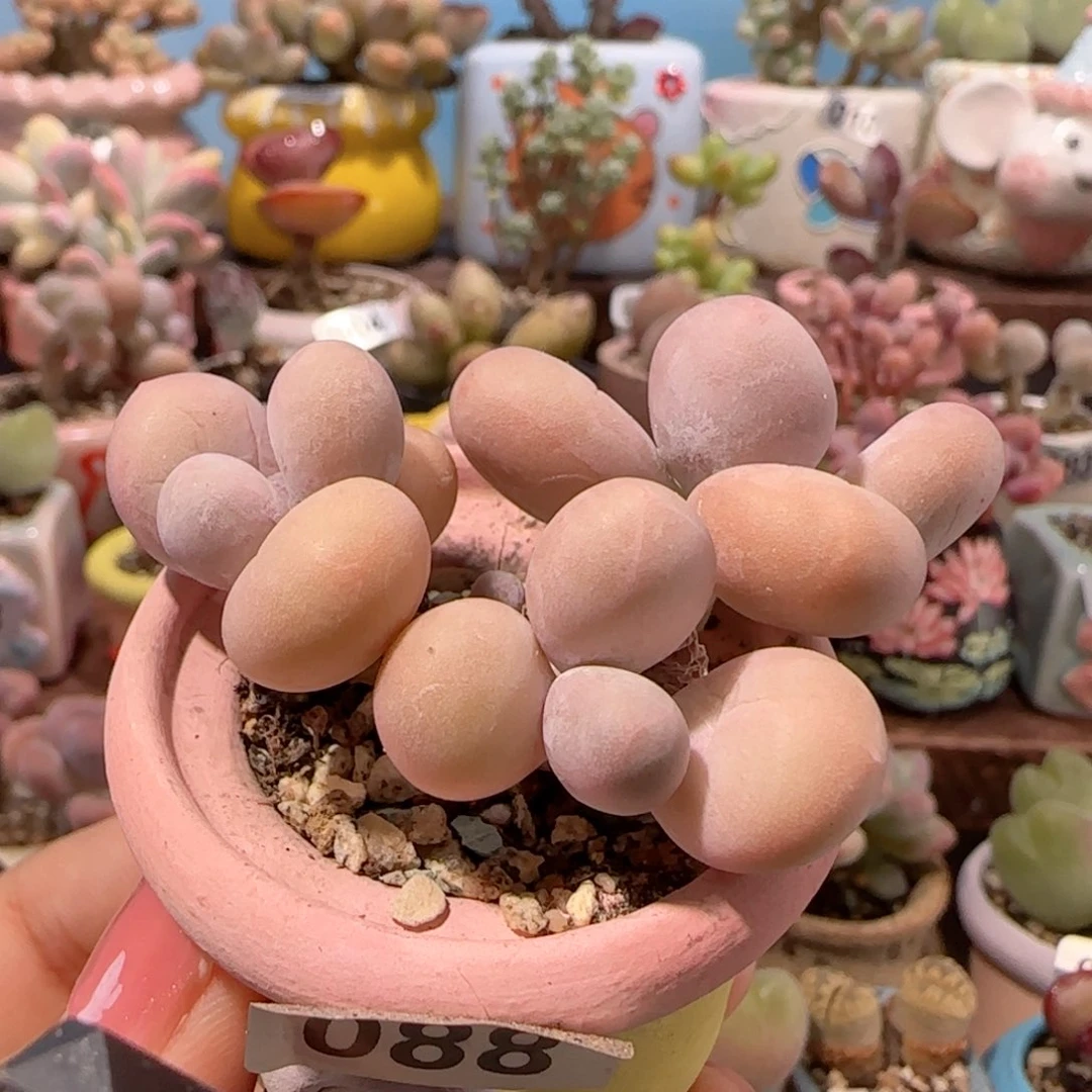 T蛋黄奶盆口2.5cm