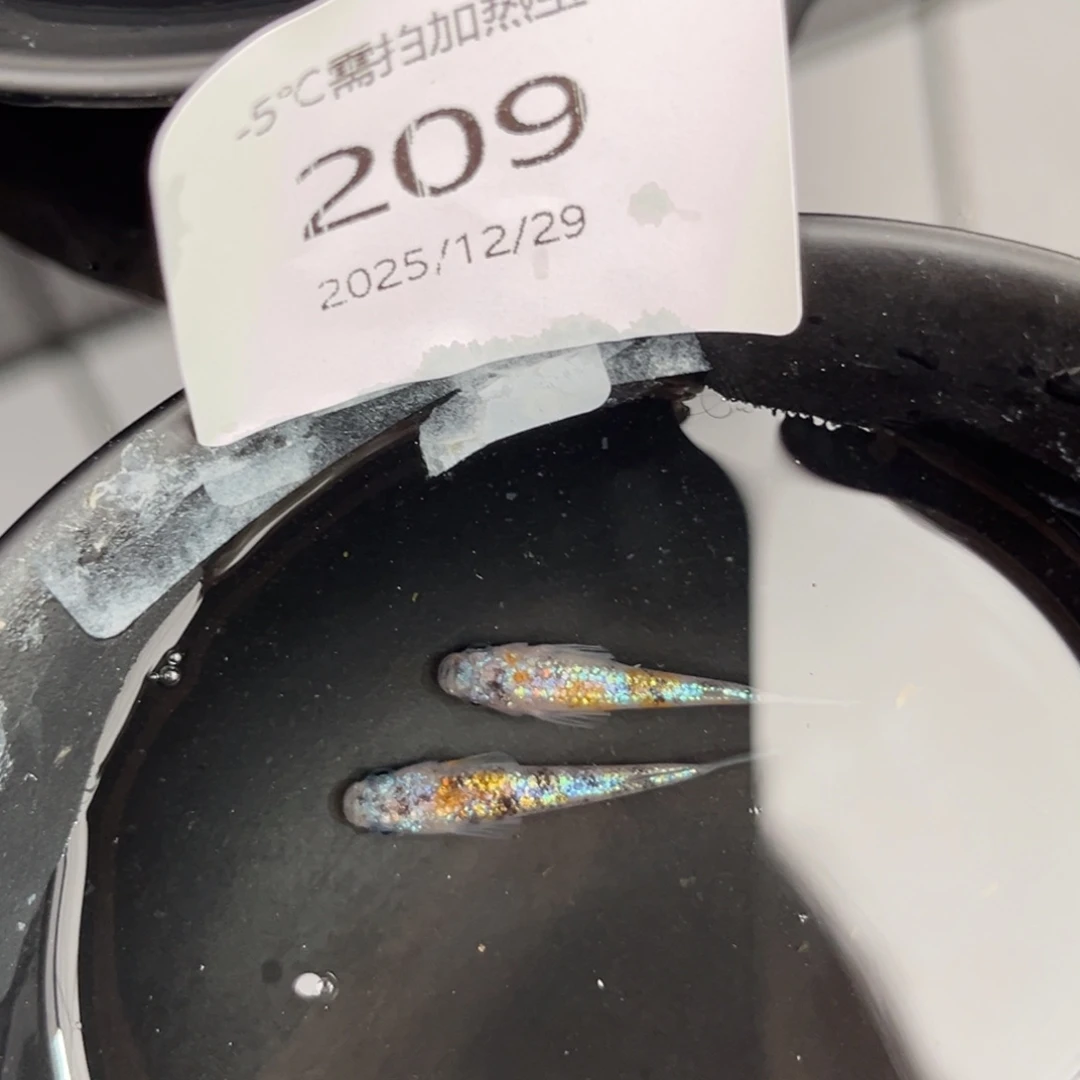 青鳉鱼209月华海王星一对