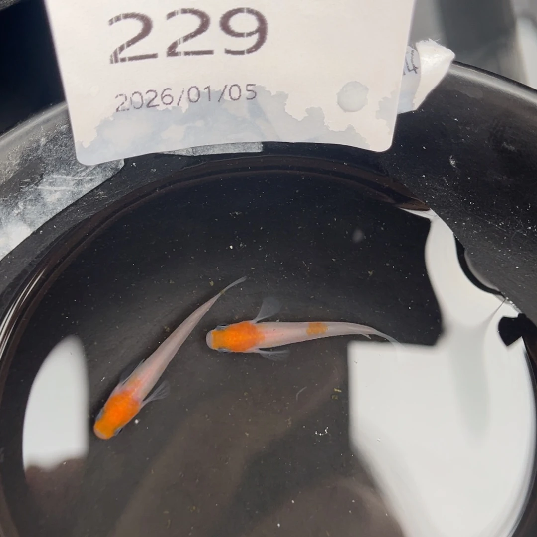 青鳉鱼229匠红白一对