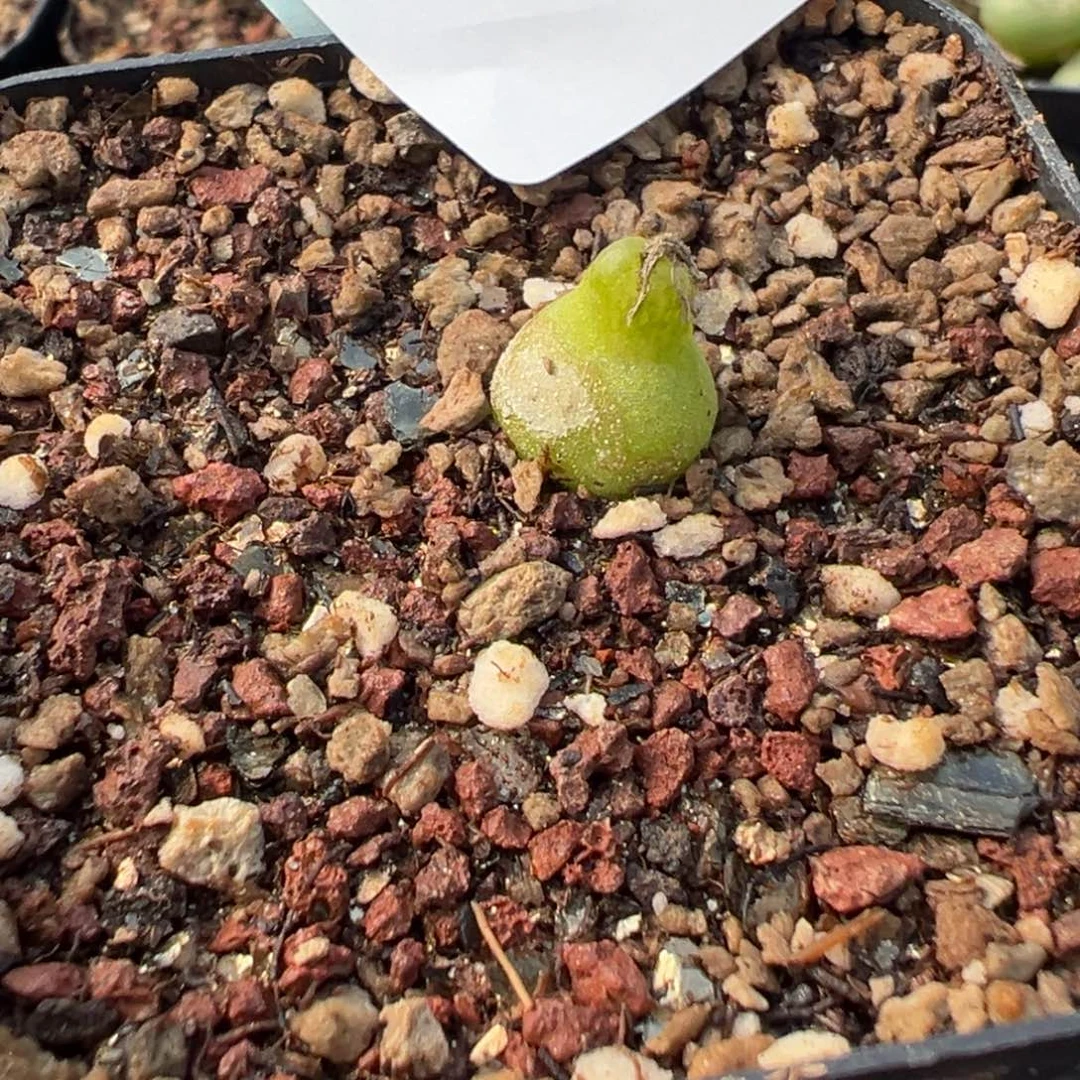 2-82肉锥多肉植物