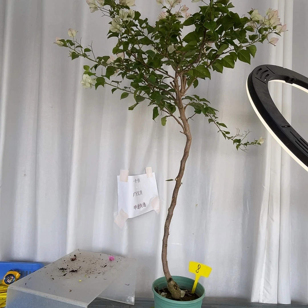 好***佳当前无花栽培后可以开花8绿樱