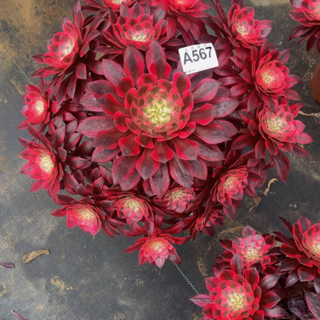 【闪购商品】明**月56700