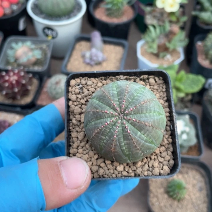 517布纹球仙人球