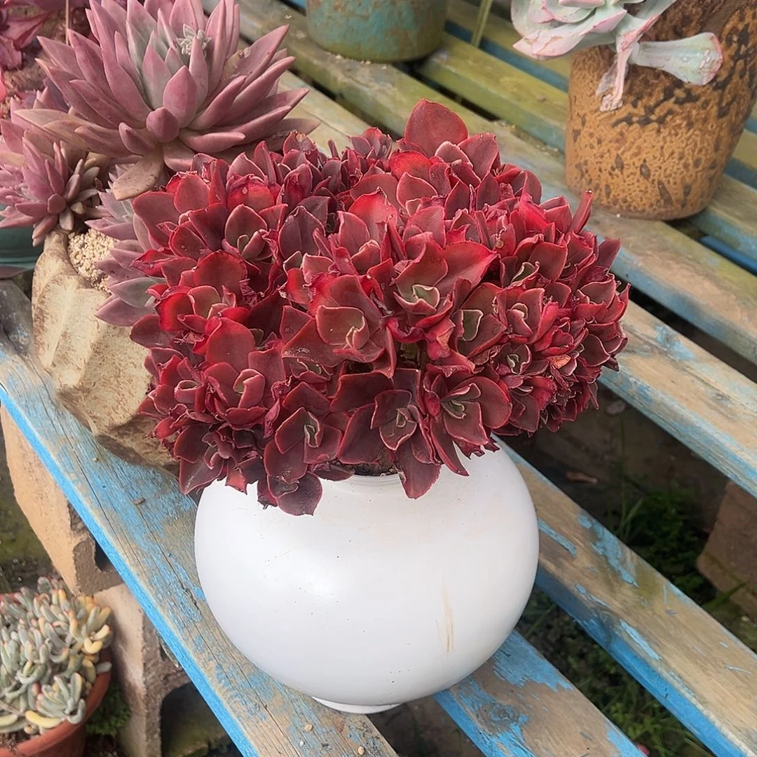 红酒杯玫瑰缀化。