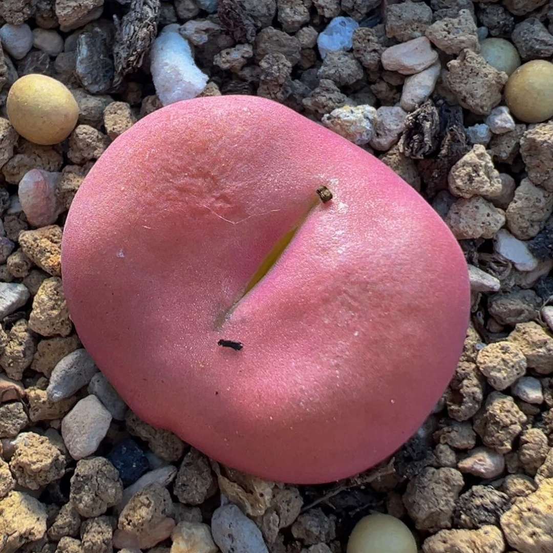 ?****?70多肉植物百科知识