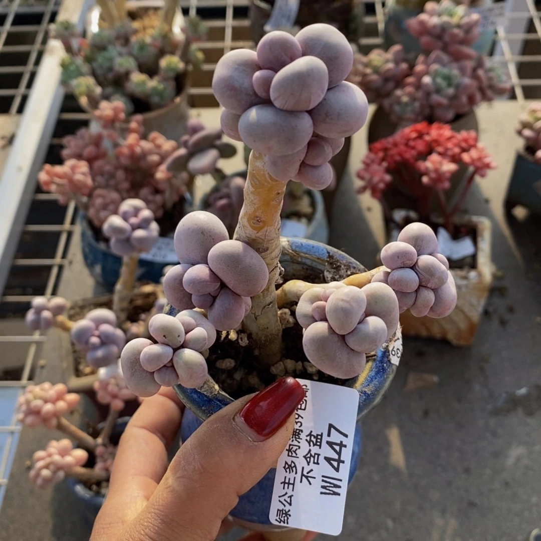 芭比奶酪447/8c m