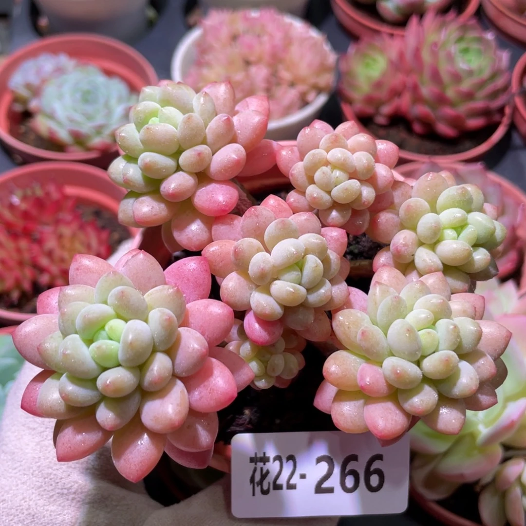 花利美22-266洛可可