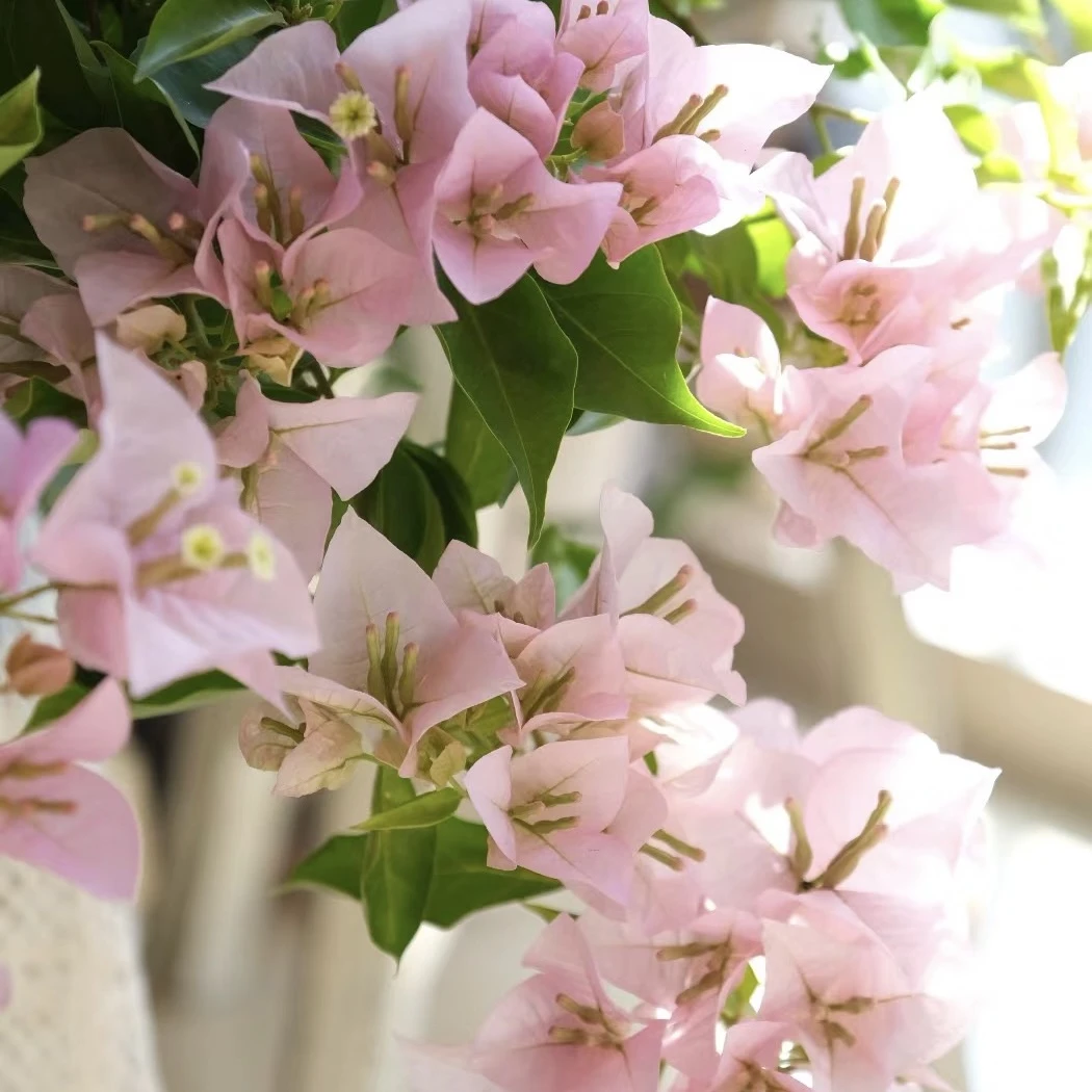 粉天使三角梅勤花飘枝爬藤室内外可养易活易开花