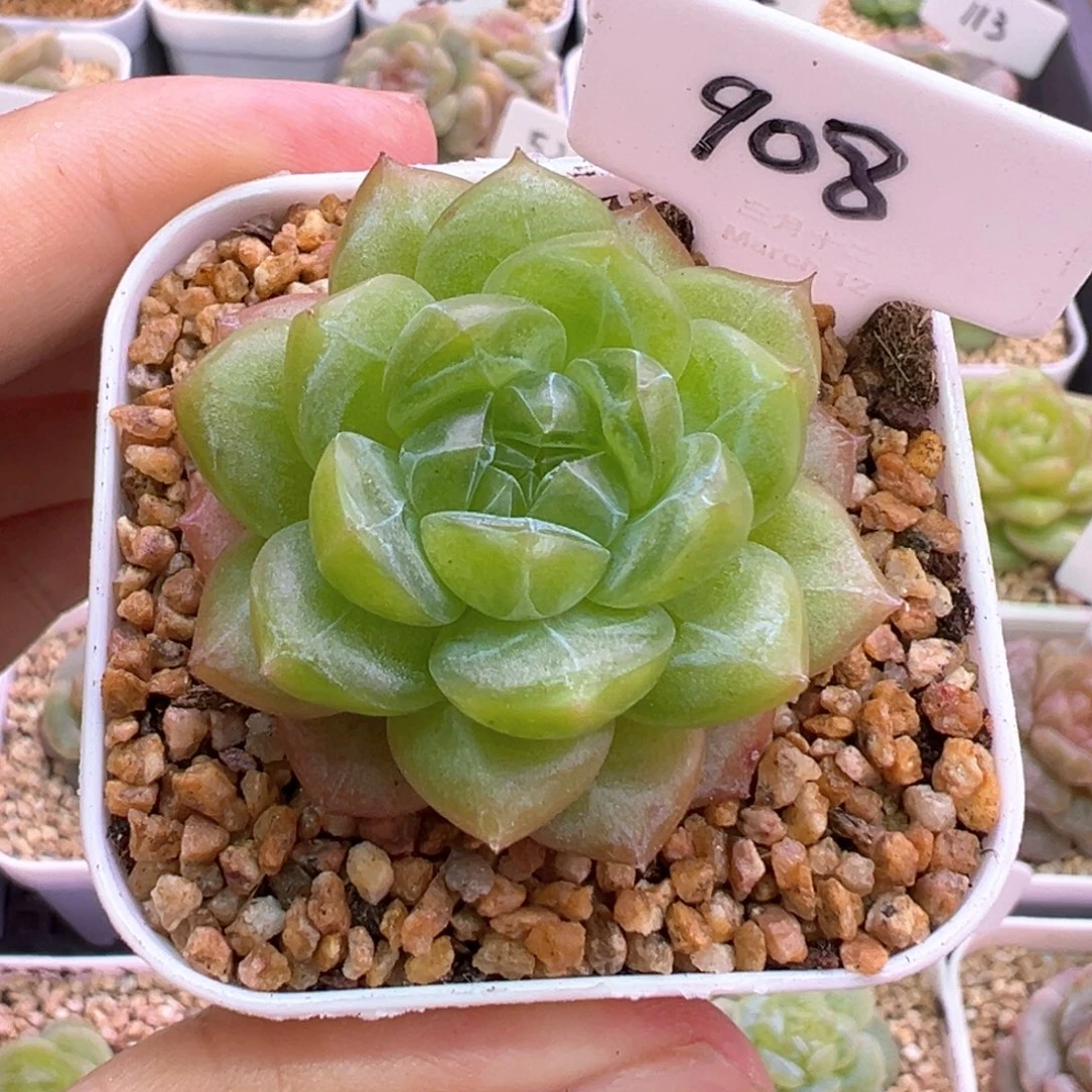 908号月痕 晗雨多肉