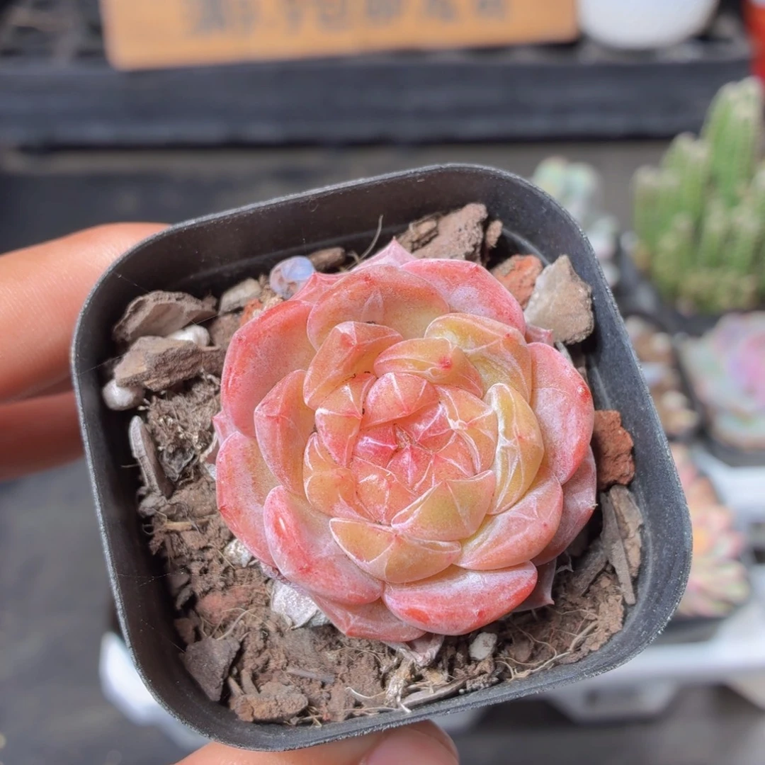 雪塔多肉9.9包邮发货