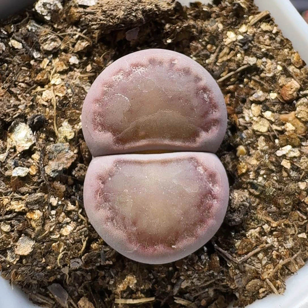 *****生石花111111。    19