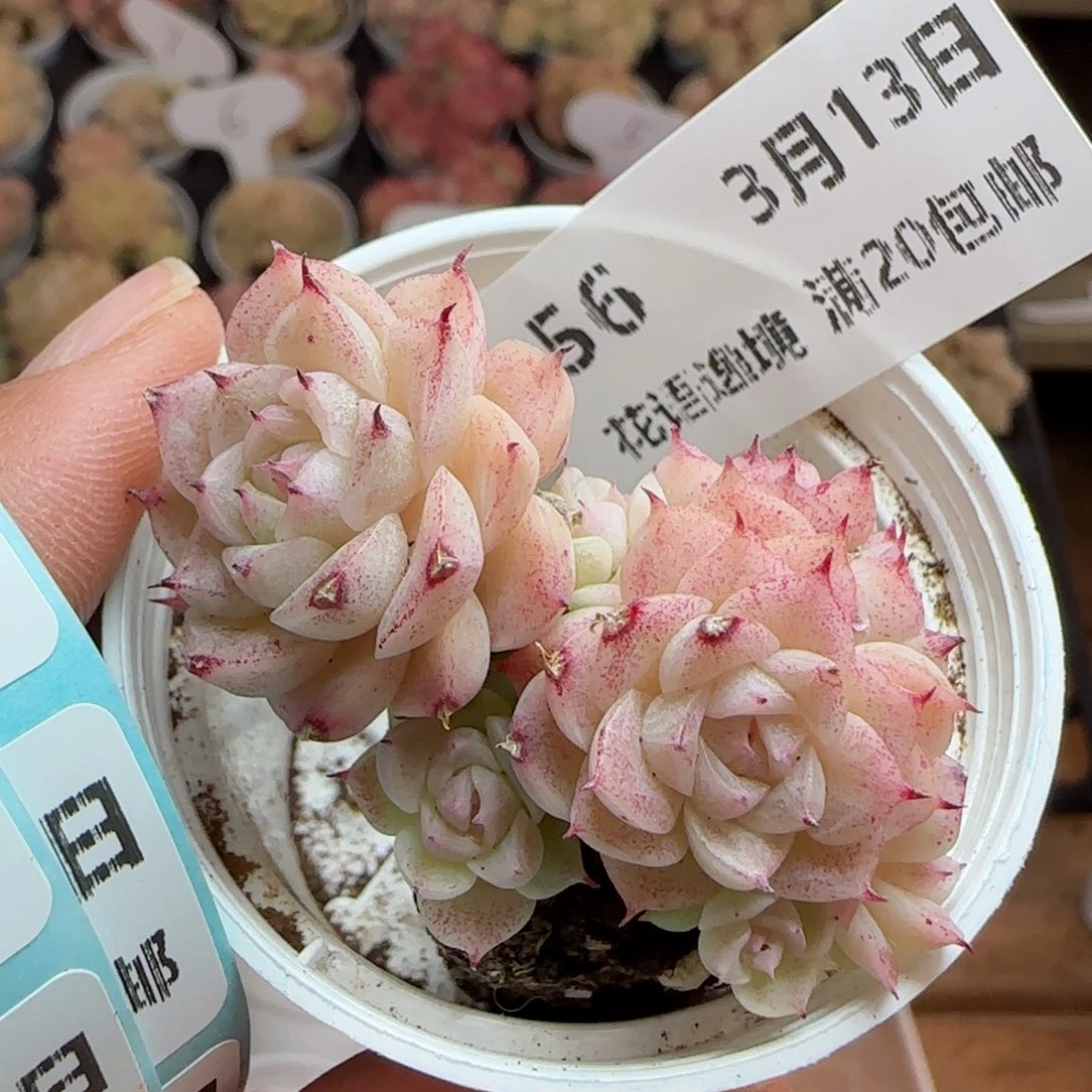 花语逸镜0313-56