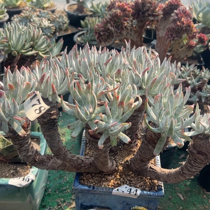 178号雪花多肉植物老庄