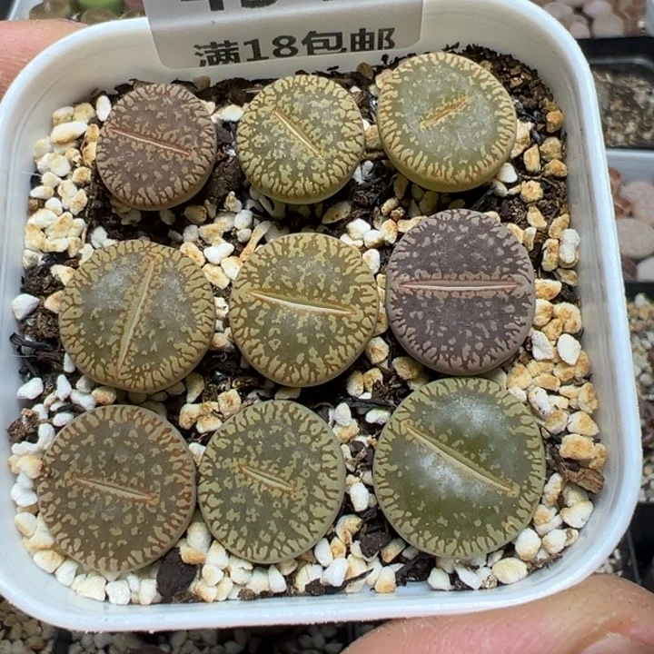 【闪购商品】 454。