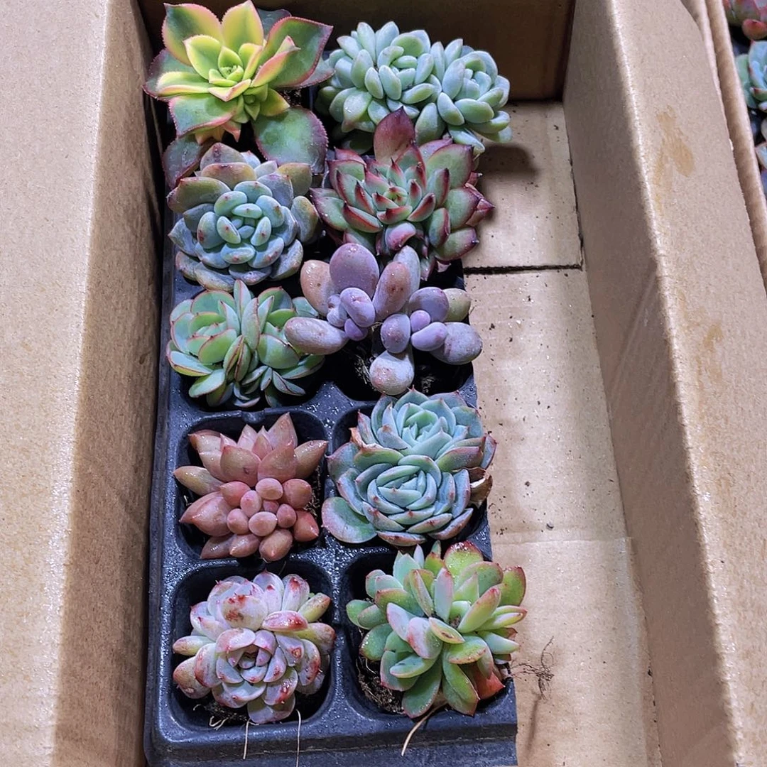 10颗-2号约3-5厘米