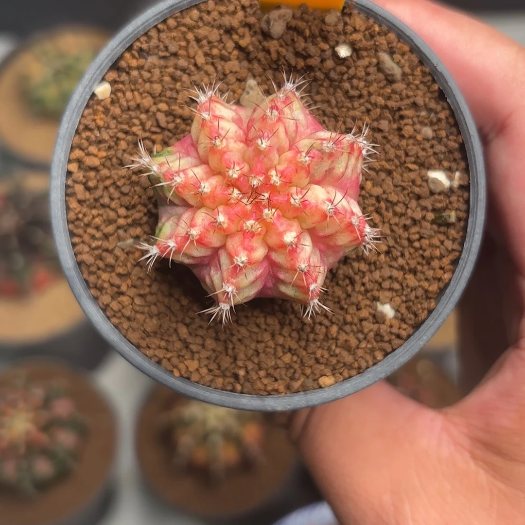 315-1017泰国发货多肉