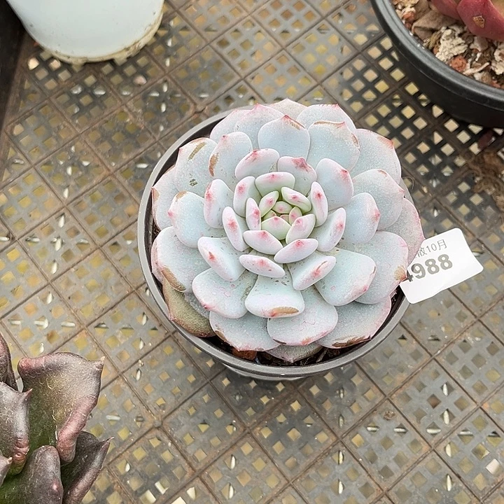 阿雅园艺。       4988星星橙